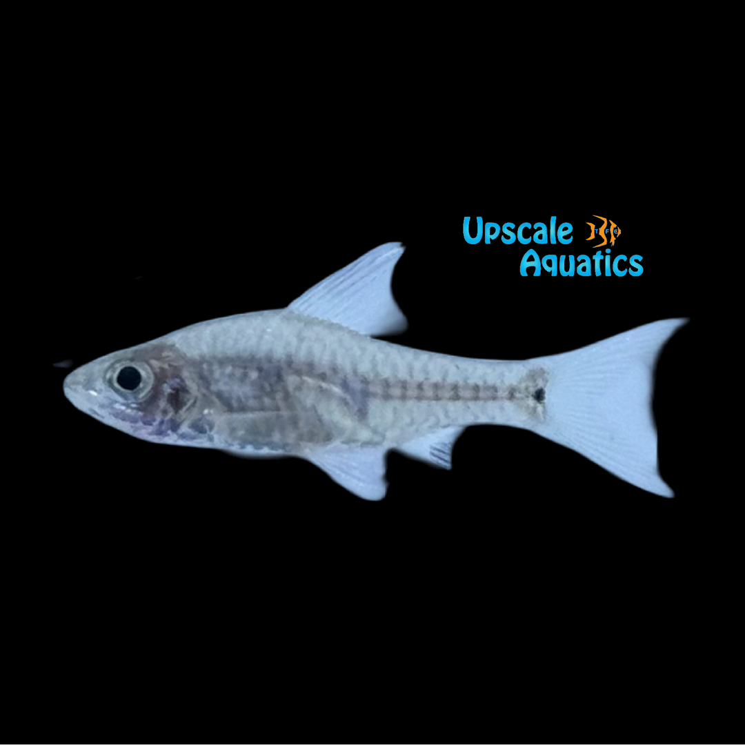 Thailand Highfin Barb (Oreichthys parvus)