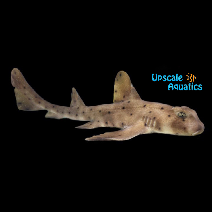 Horn Shark (Heterodontus francisci)