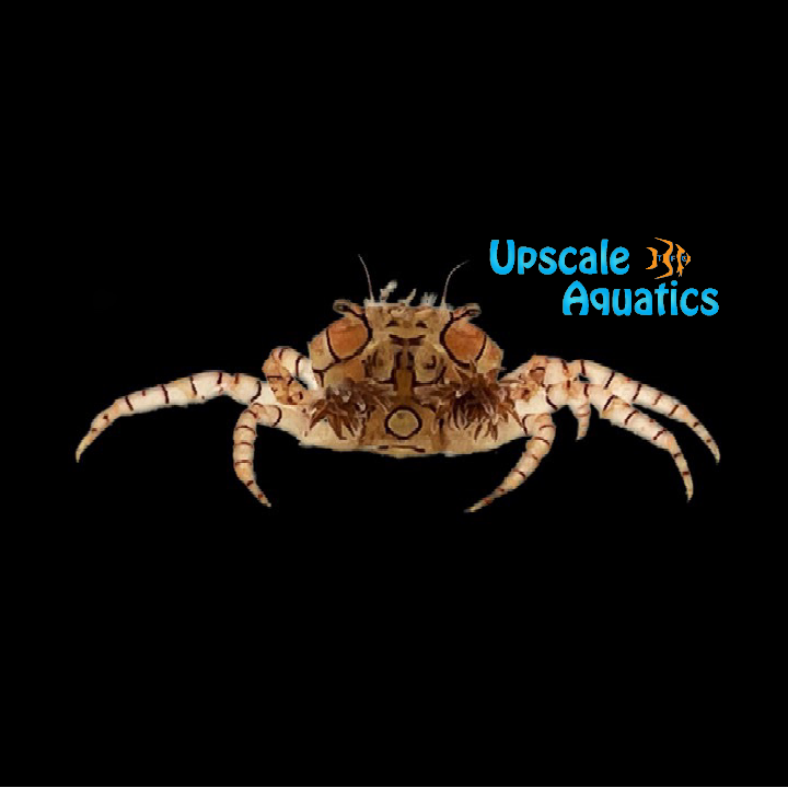 Pom Pom Crab (Lybia tessellata)