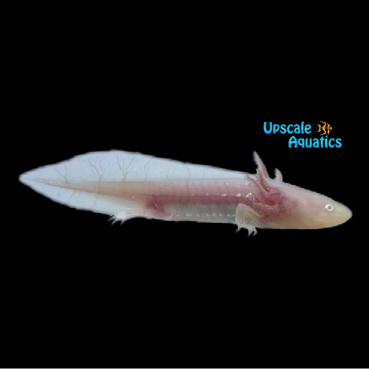 Albino Axolotl (Ambystoma mexicanum)