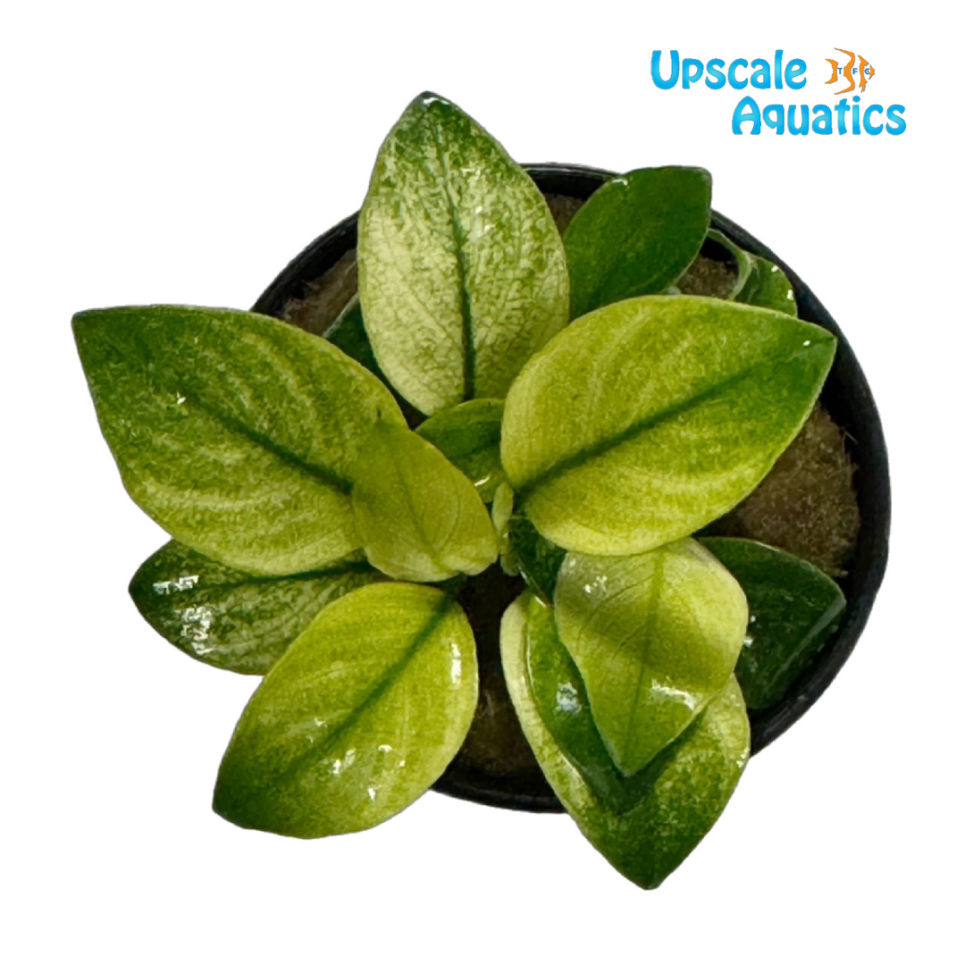 Broad White Anubias (Anubias barteri broad white)