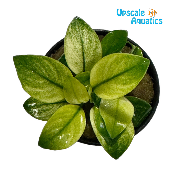 Broad White Anubias (Anubias barteri broad white)