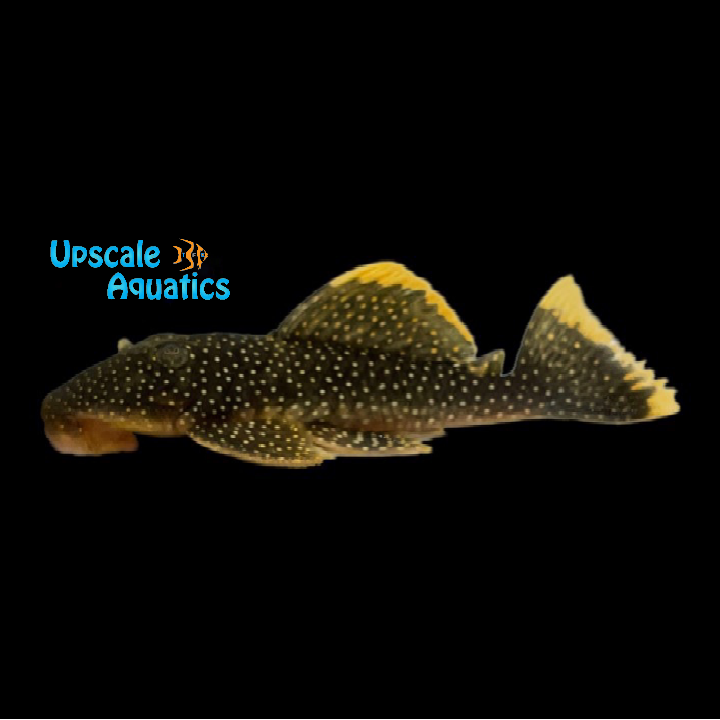 Fine Spot Gold Nugget Pleco L081n (Baryancistrus xanthellus)