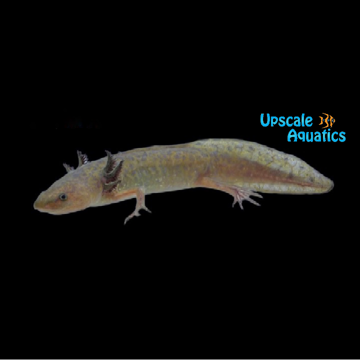 Copper Axolotl (Ambystoma mexicanum)