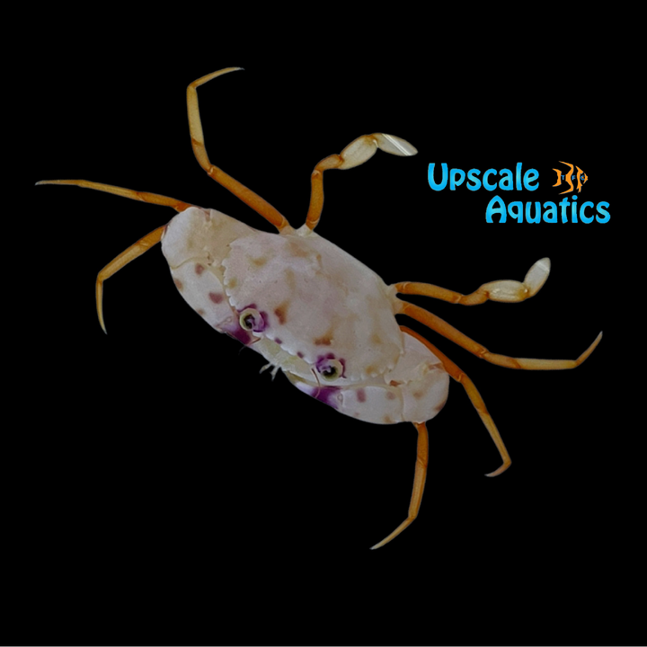 Violet Eye Swimming Crab (Carupa tenuipes)