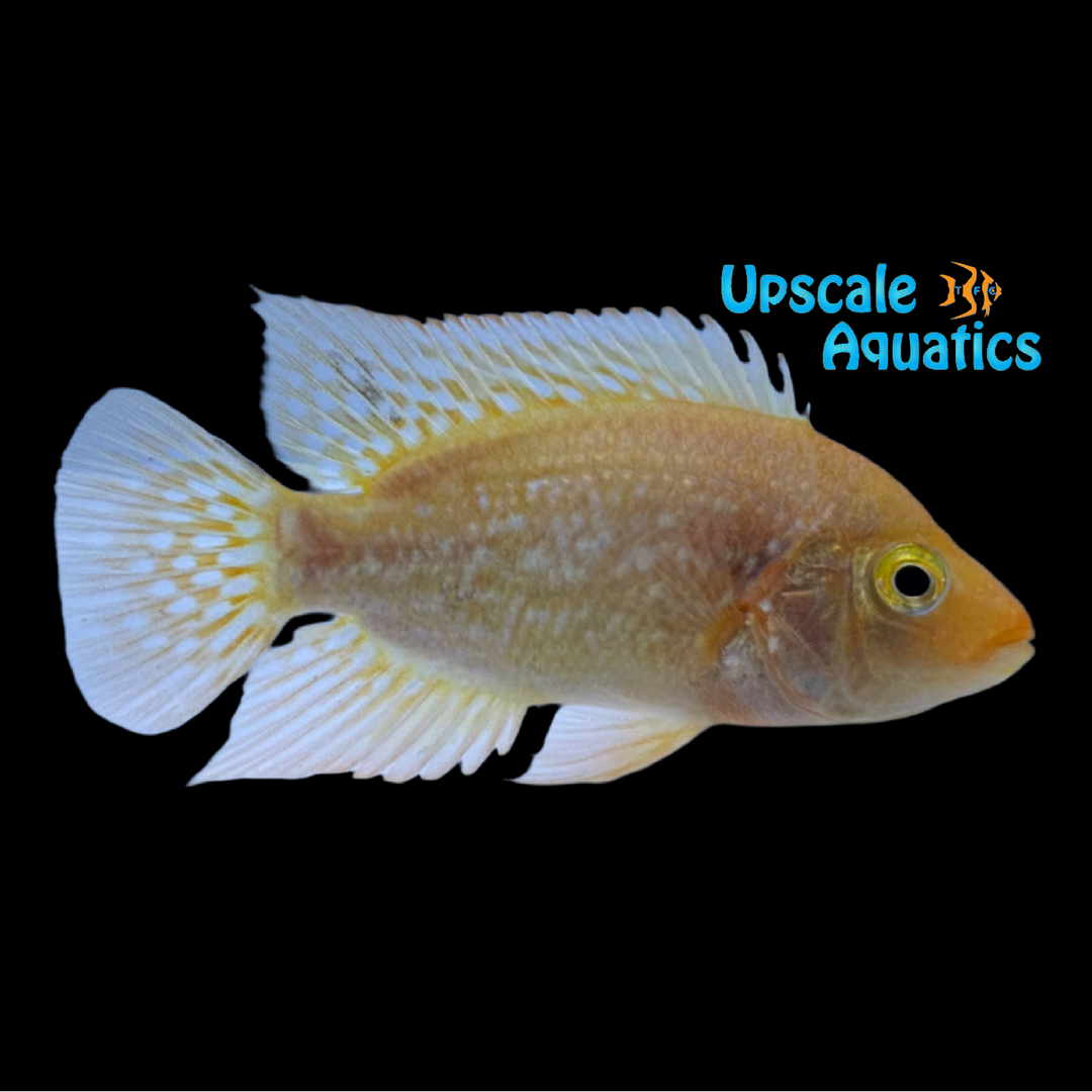 Red Texas Cichlid (Herichthys cyanoguttatum red)