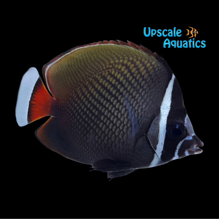 Pakistan Butterflyfish (Chaetodon collare)