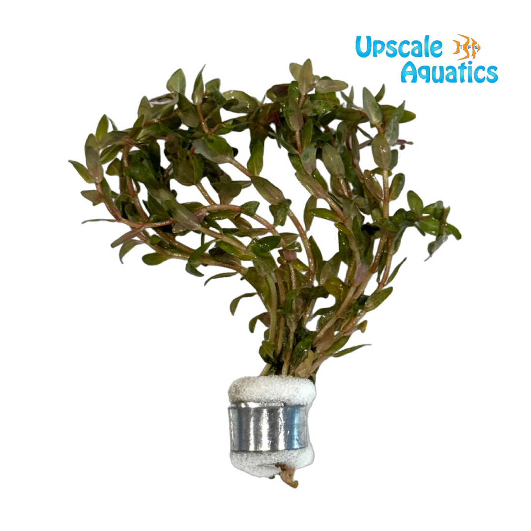 Mini Red Rotala Macrandra (Rotala macrandra mini red)