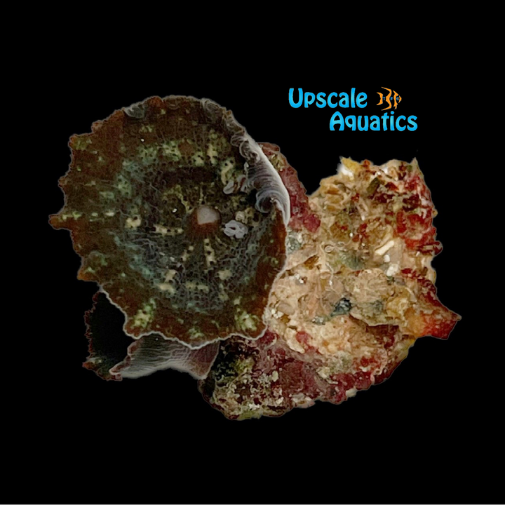 Umbrella Mushroom (Discosoma neglecta)