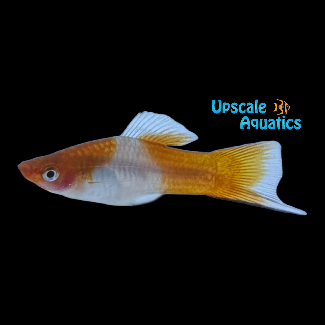 Koi Kohaku Swordtail (Xiphophorus helleri)