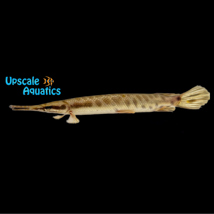 Florida Gar (Lepisosteus platyrhincus)