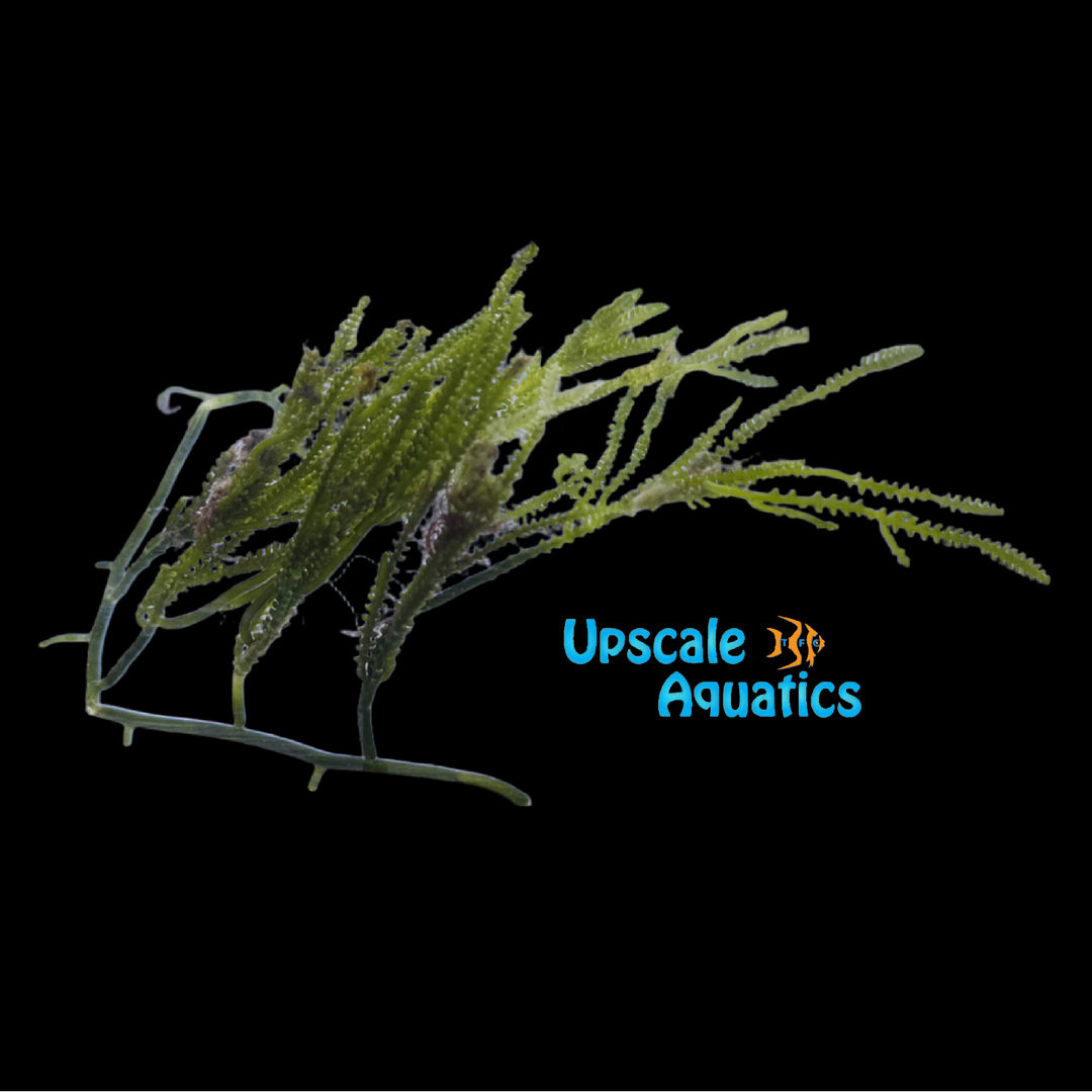 Cactus Caulerpa Macroalgae (Caulerpa cupressoides)