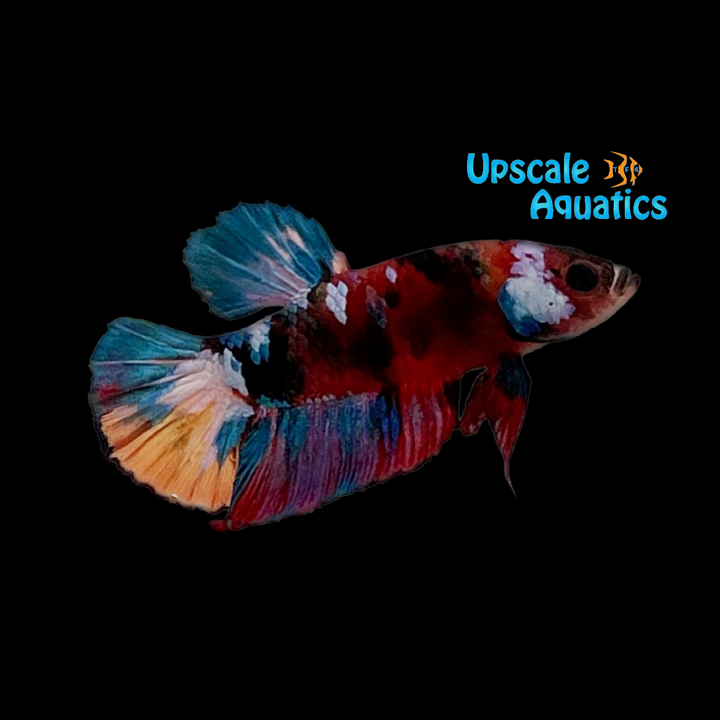 Koi Plakat Betta - Male (Betta splendens)
