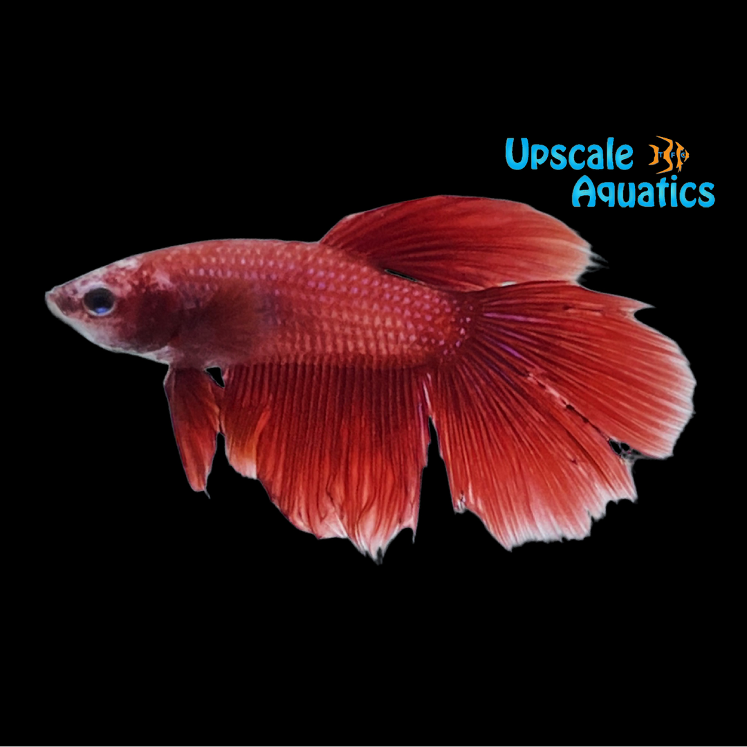 Assorted Halfmoon Betta - Male (Betta splendens)