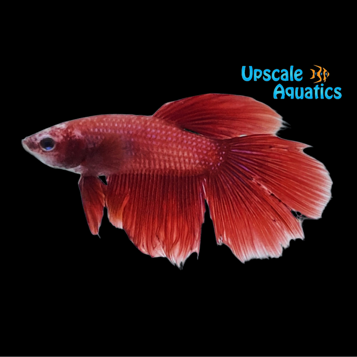 Assorted Halfmoon Betta - Male (Betta splendens)