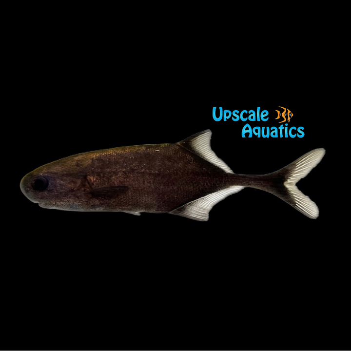 Roundnose Mormyrid (Petrocephalus simus)