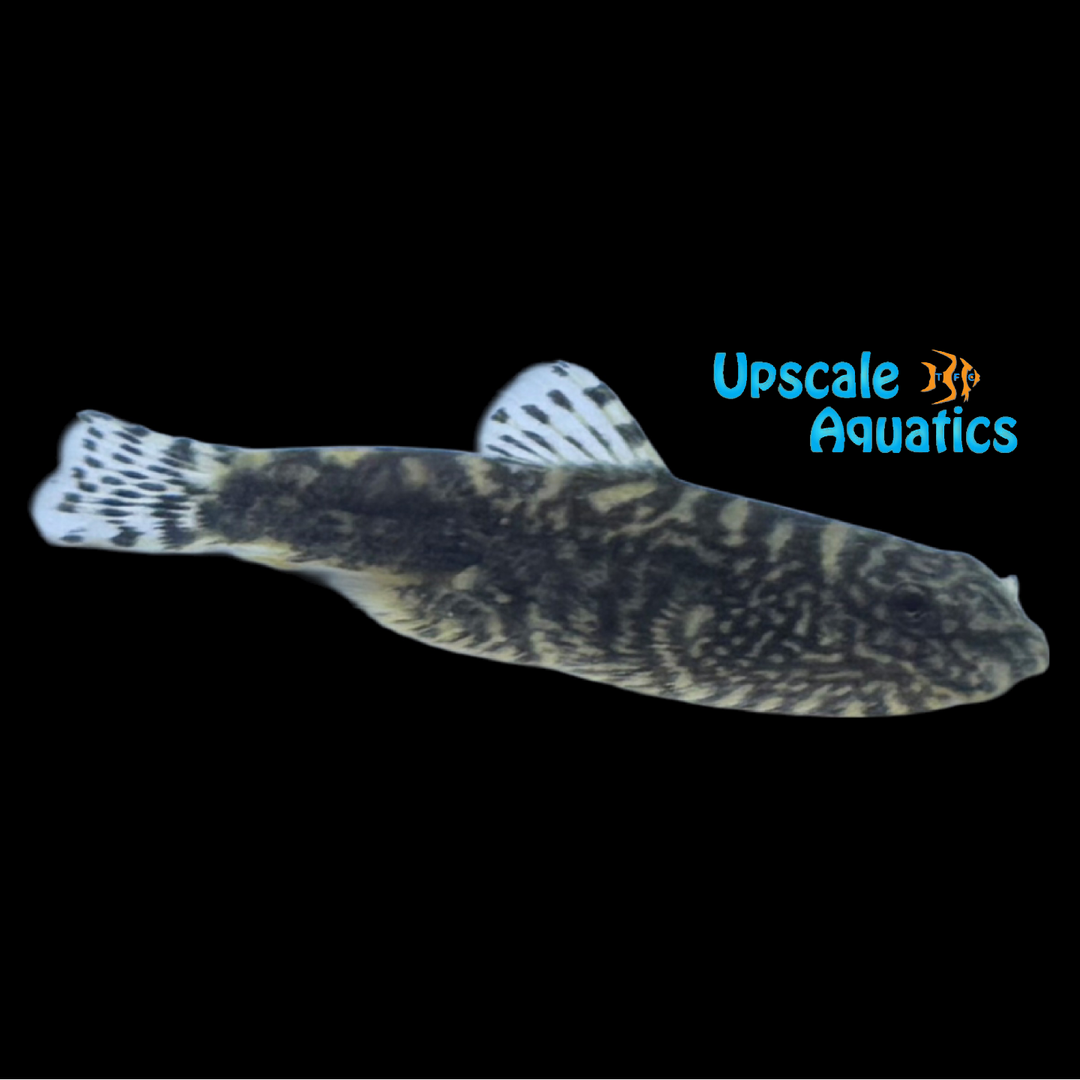 Splendid Hillstream Loach (Sewellia patella)