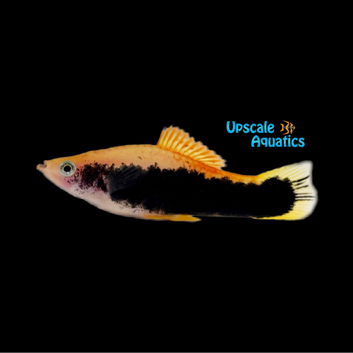 Gold Tuxedo Swordtail (Xiphophorus helleri)