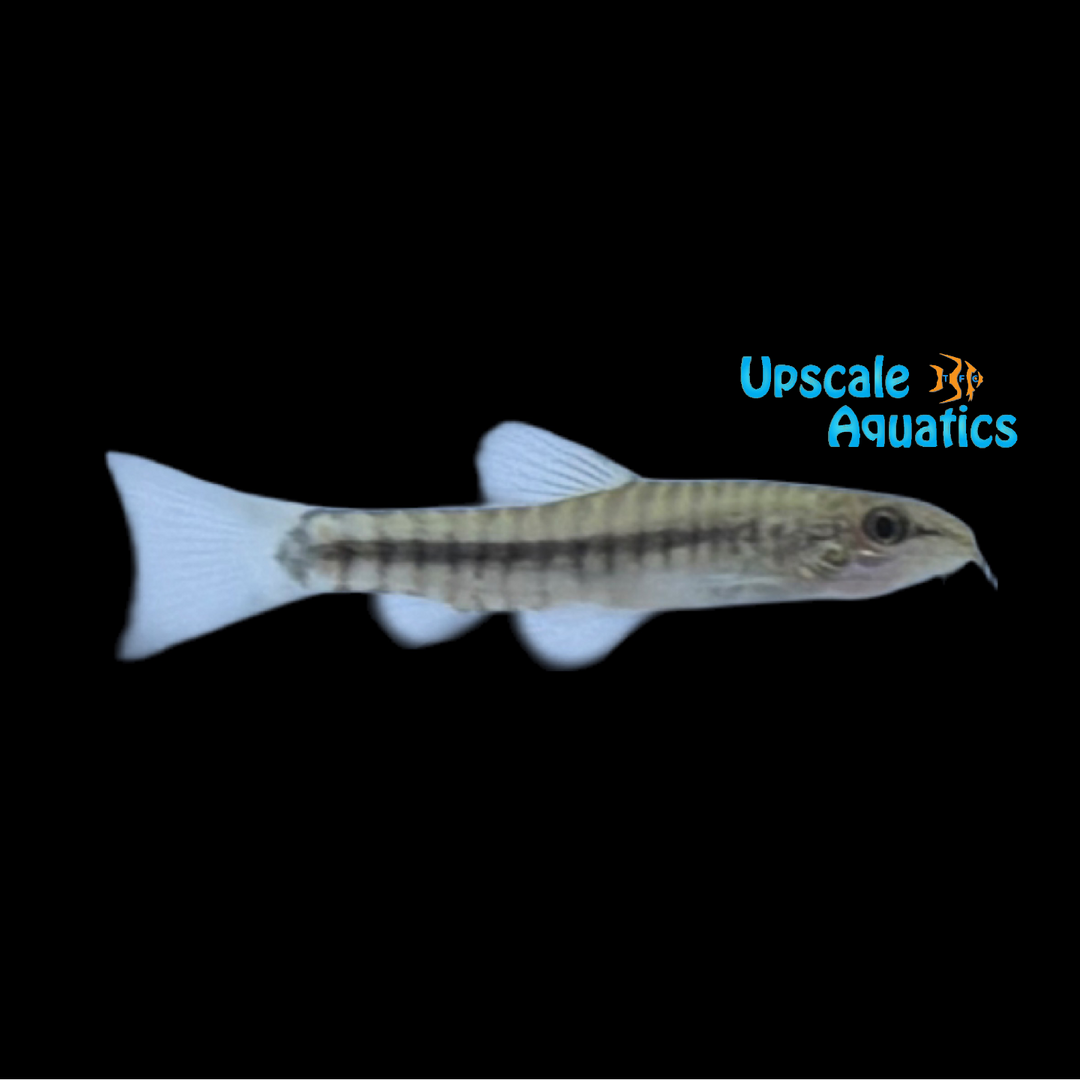 Pygmy Multi-Stripe Loach (Micronemacheilus cruciatus)