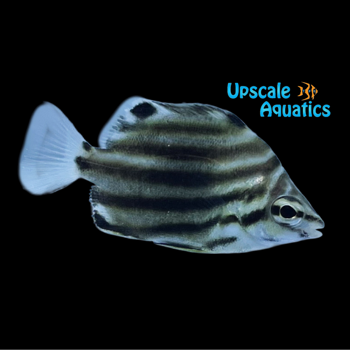 Australian Stripey (Microcanthus strigatus)