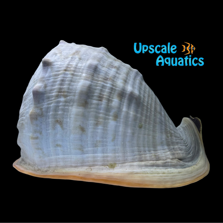 Queen Helmet Conch (Cassis madagascariensis)