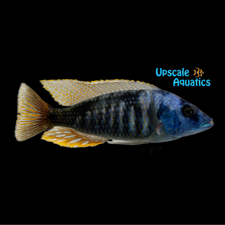 Nove Blue Longnose Hap (Otopharynx sp, nova blue) - Pair