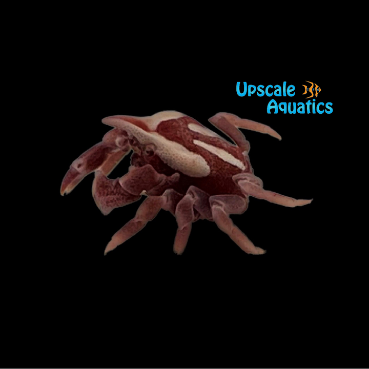 Sea Urchin Crab (Echinoecus pentagonus)