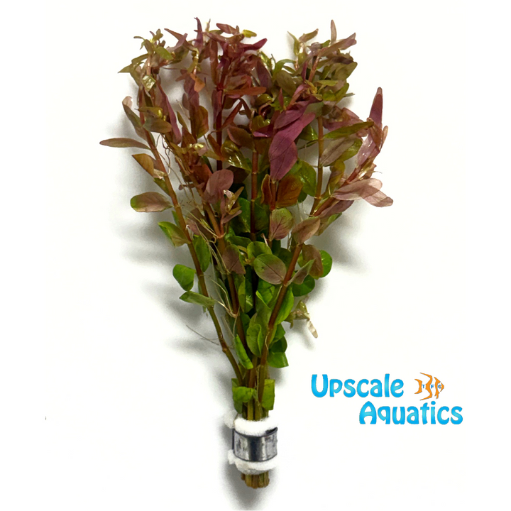 Fujian Rotala (Rotala rotundifolia fujian)