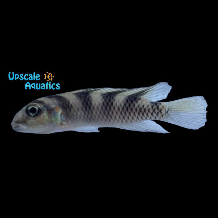 Nanochromis Transvestitus