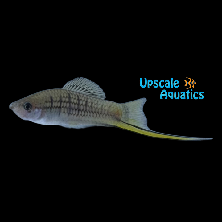 Mountain Swordtail (Xiphophorus nezahualcoyotl)