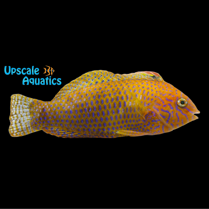 Potter's Wrasse (Macropharyngodon geoffroyi)