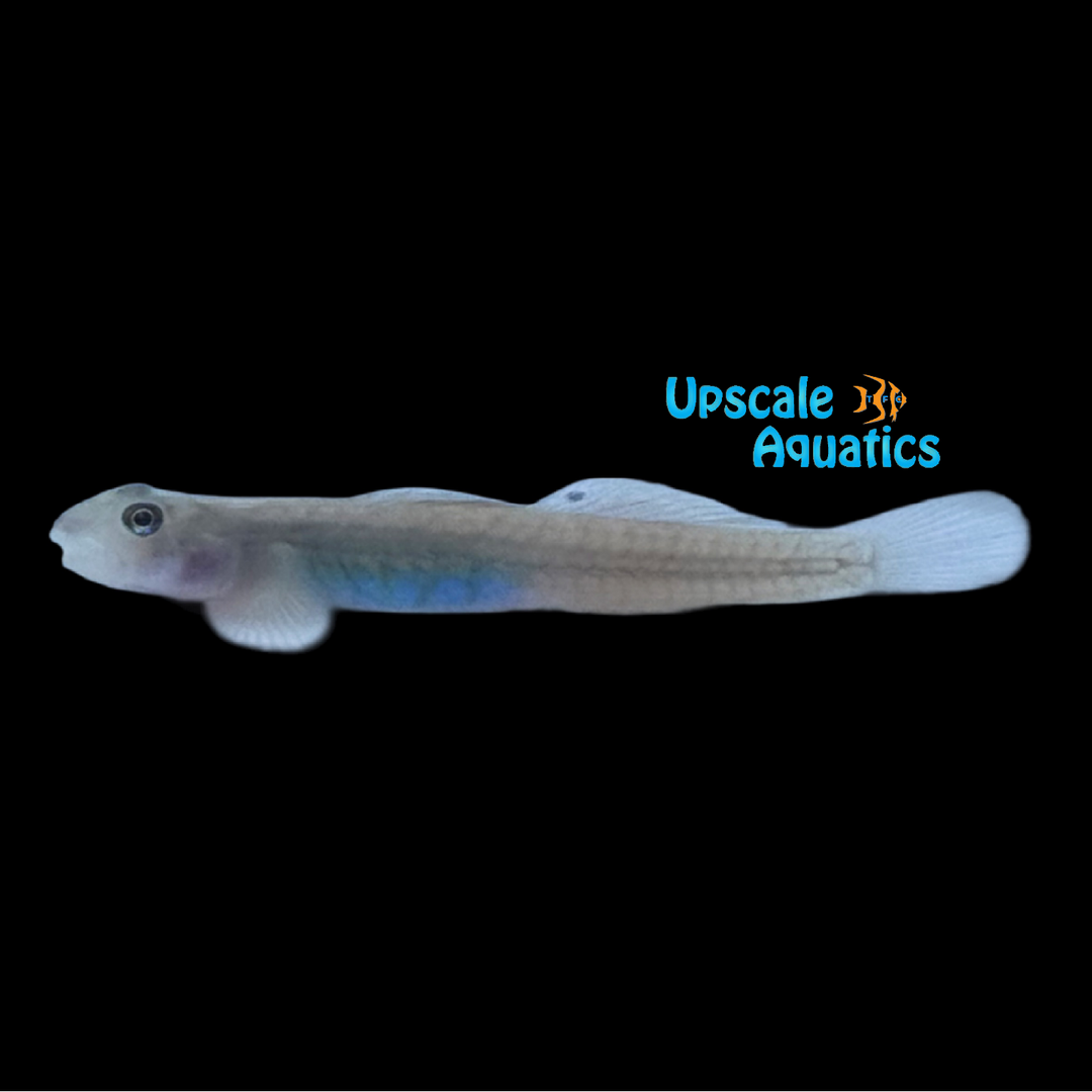 Papua Red Goby (Lentipes multiradiatus)
