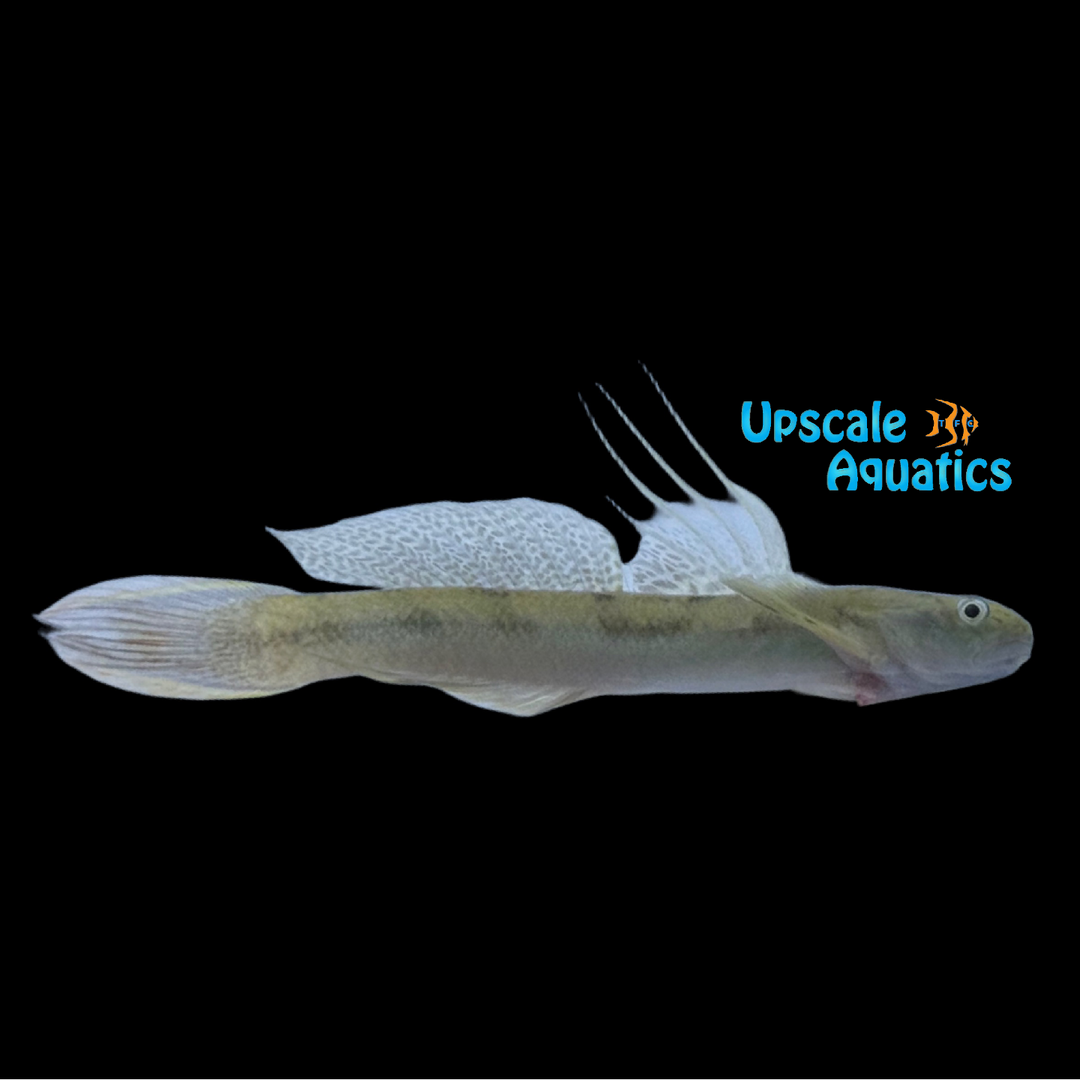 Yellowtail Mountain Goby (Sicyopterus macrostetholepis)