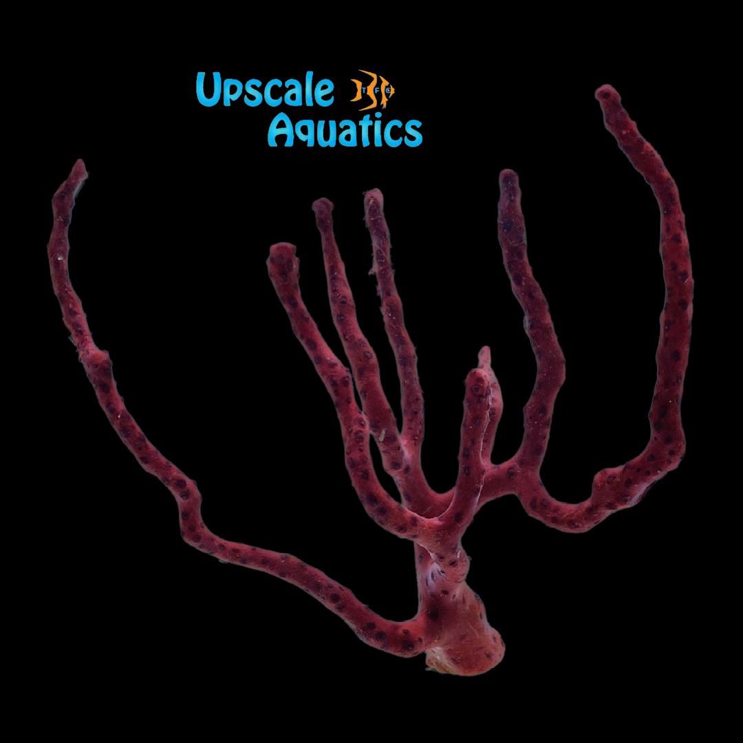 Red Finger Gorgonian (Diodogorgia nodulifera)