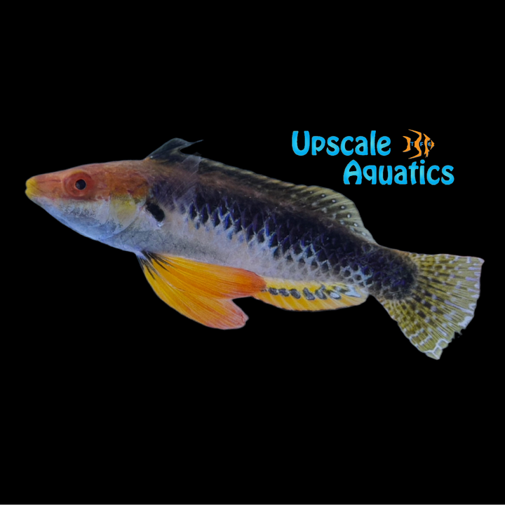Monsoon Fairy Wrasse (Cirrhilabrus hygroxerus)