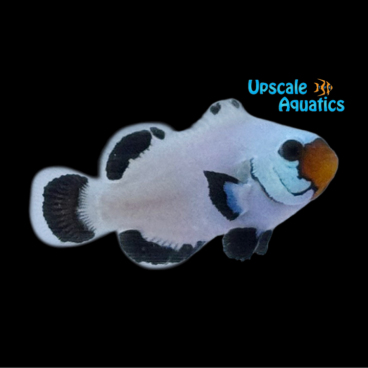 Absolute Zero Frostbite Clownfish (Amphiprion ocellaris)