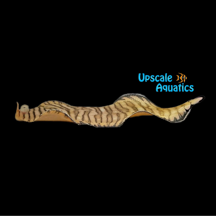 Tiger Sole (Soleichthys heterorhinos)
