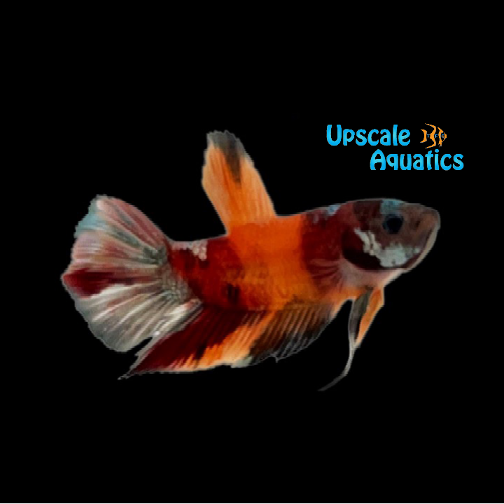 Nemo Copper Plakat Betta - Male (Betta splendens)