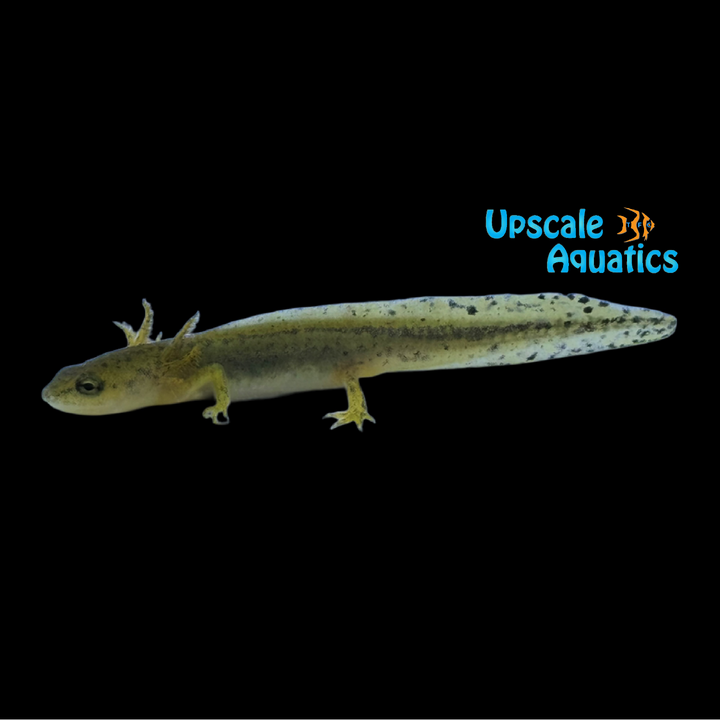California Newt (Taricha torosa)