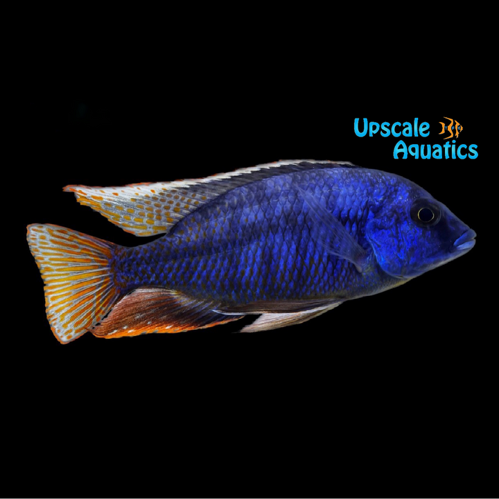 Fire Blue Ndiwe Hap (Protomelas taeniolatus 'Ndiwe')