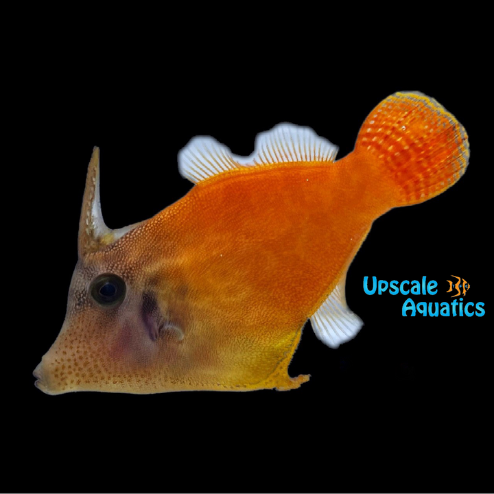 Flame Filefish (Pervagor melanocephalus)