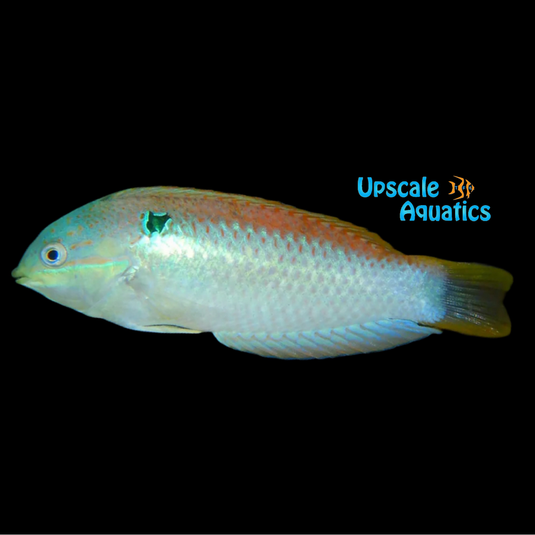 Vivien's Leopard Wrasse (Macropharyngodon vivienae)