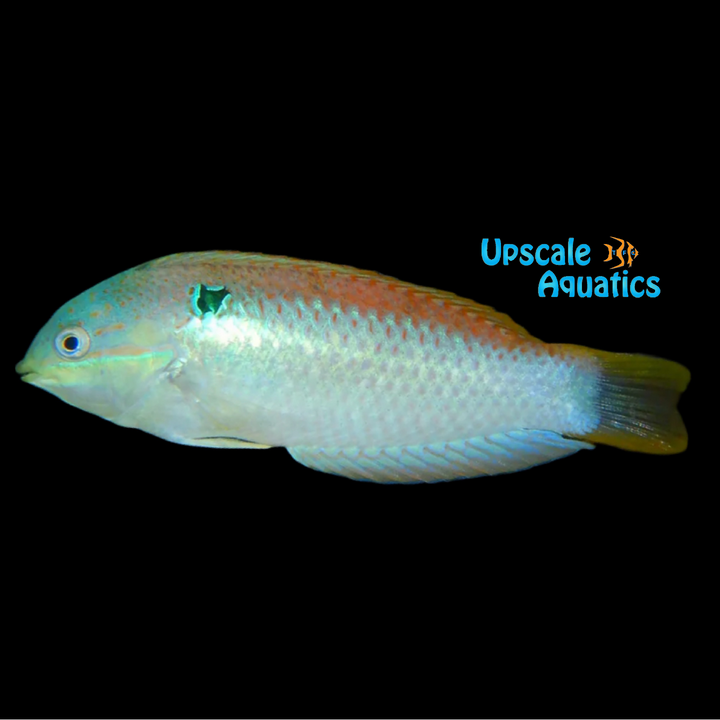 Vivien's Leopard Wrasse (Macropharyngodon vivienae)