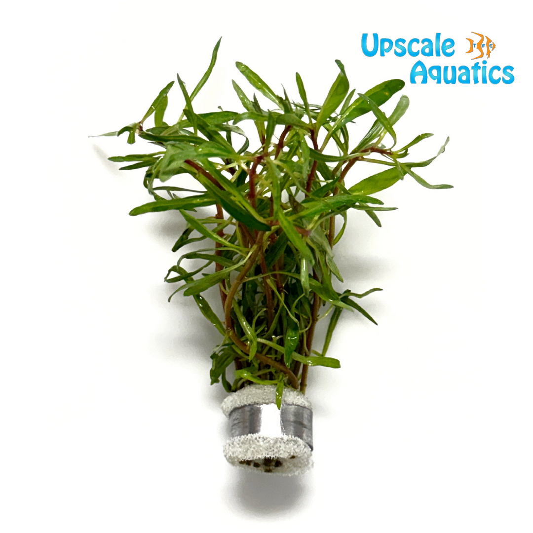 Ludwigia Inclinata 'Pink'