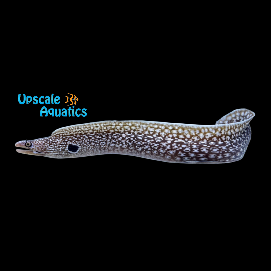 Hourglass Moray Eel (Muraena clepsydra)