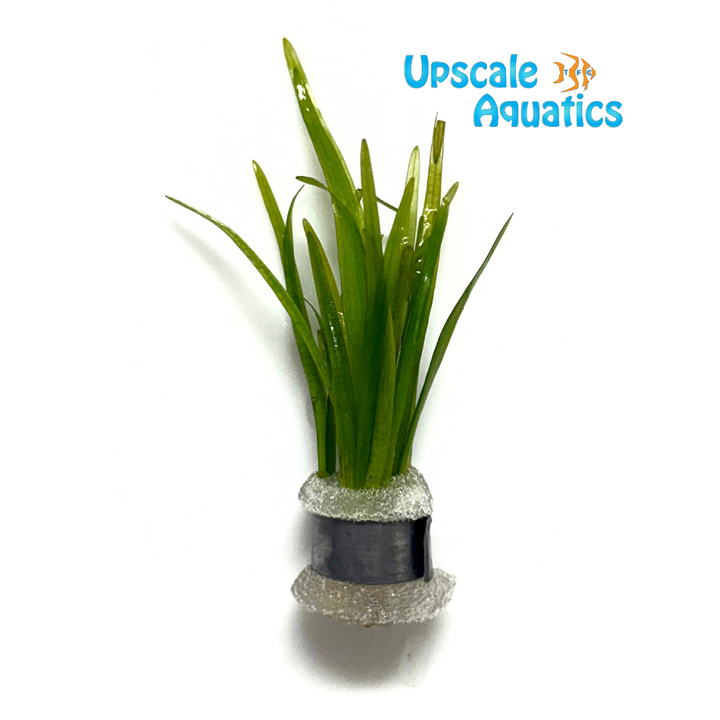 Dwarf Sagittaria (Sagittaria subulata)