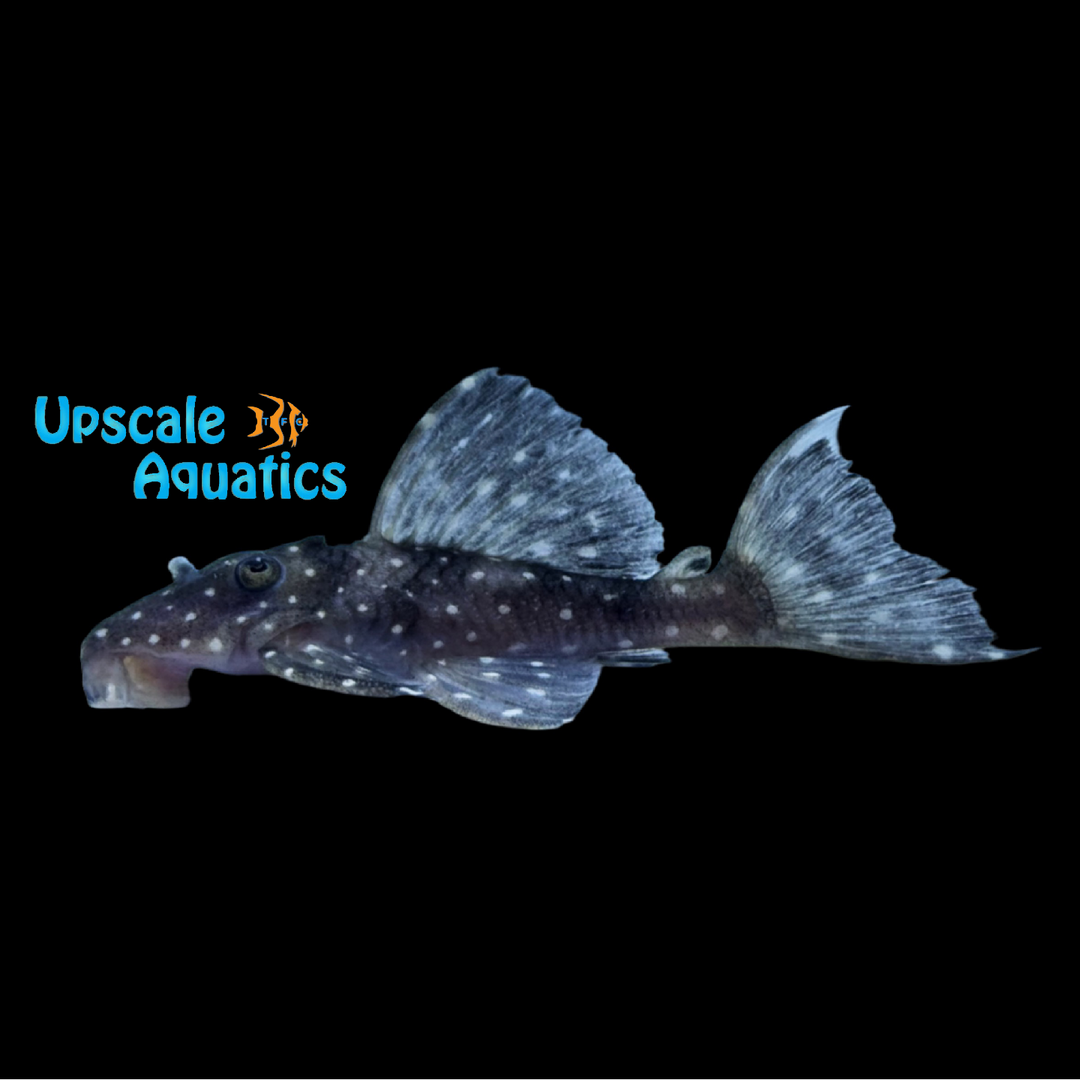 Sailfin Vampire Pleco L240a (Leporacanthicus cf. galaxias L240)