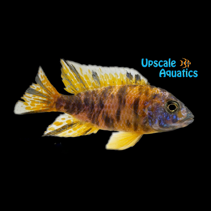 OB Lemon Jake Peacock (Aulonocara jacobfreibergi 'Undu Reef' ob)