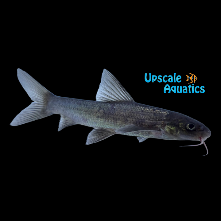 Catfish Barb (Coreius heterodon)
