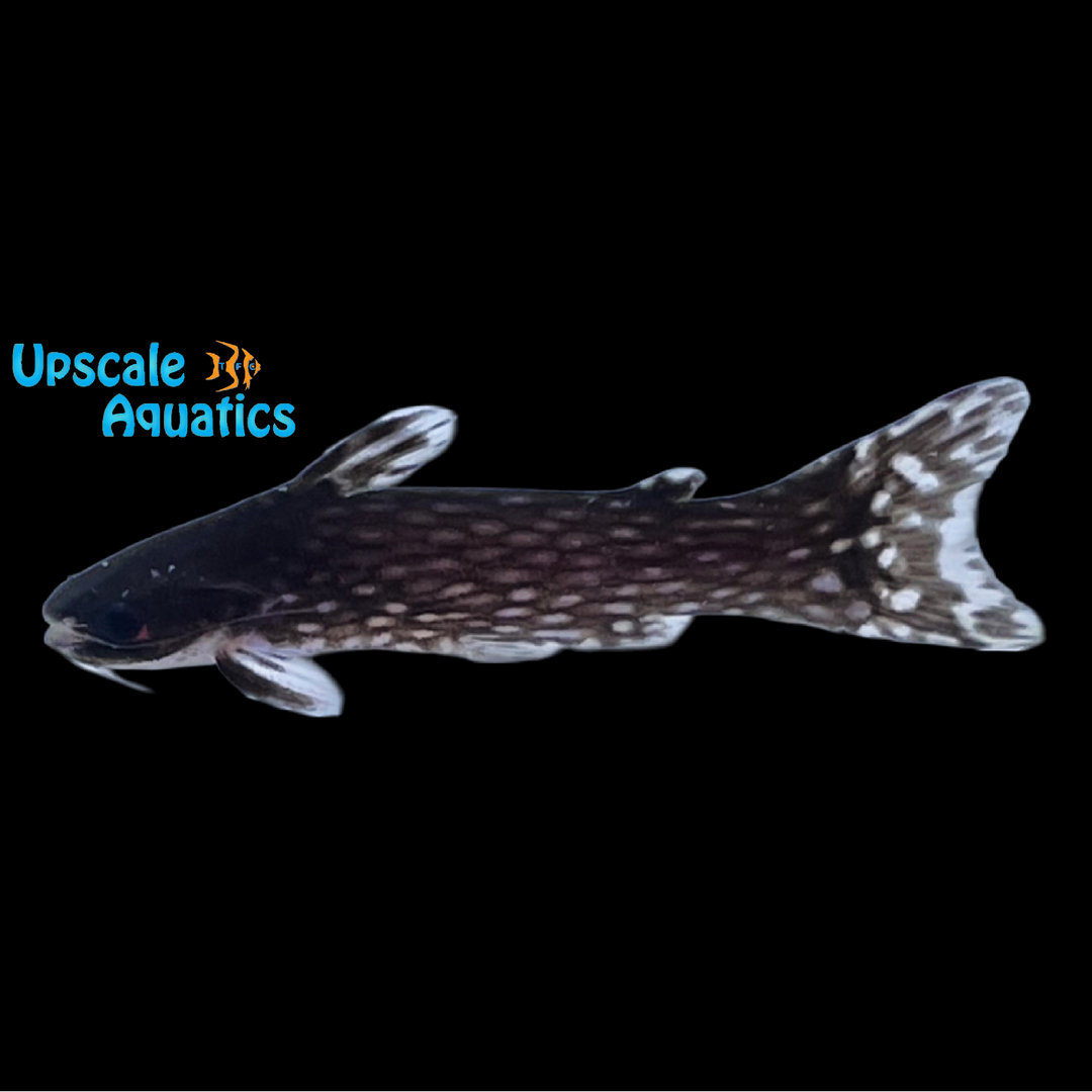 Milky Way Wood Catfish (Tatia galaxias)